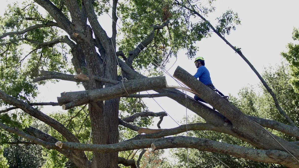Professional Hazardous Tree Removal performed by certified arborists in Blackstone