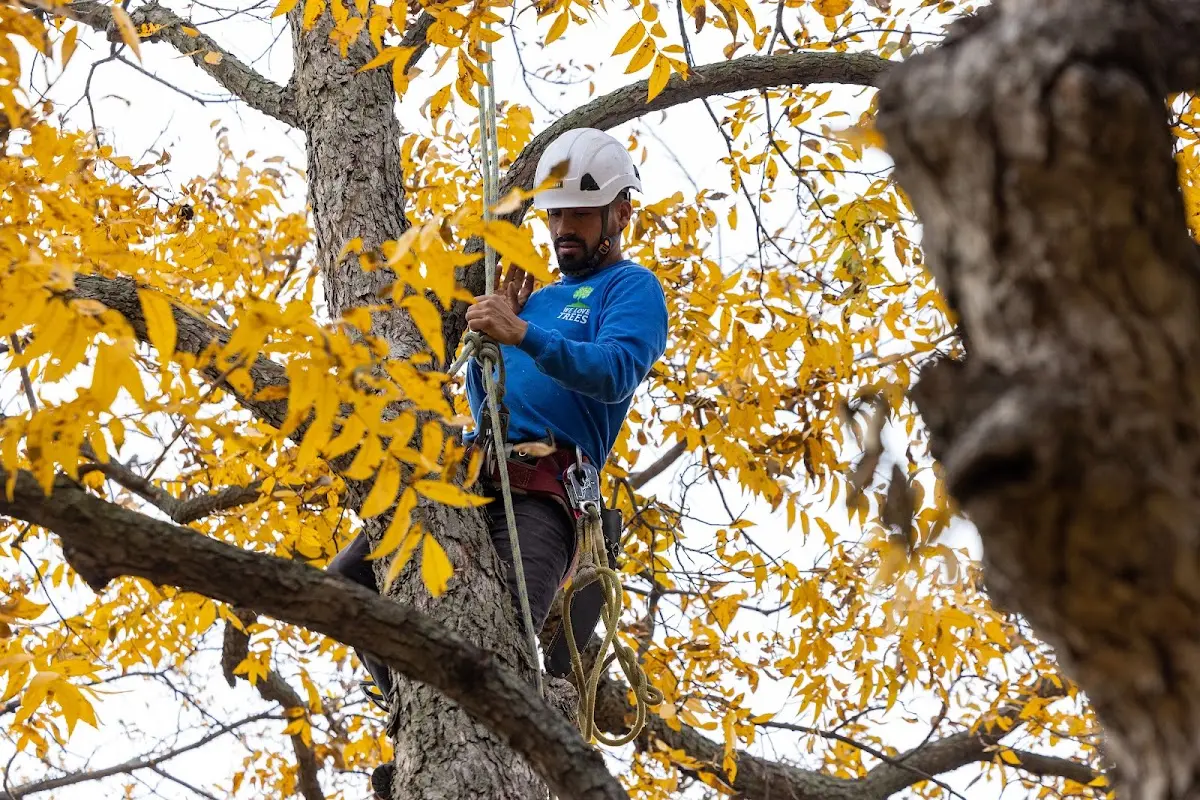 Skilled Tree Trimming crew working in Blackstone